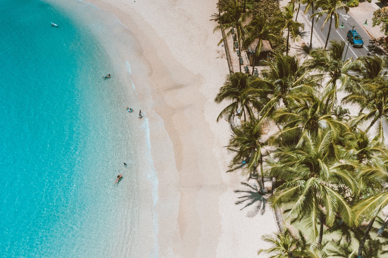 Green Palm Tree on White Sand Beach